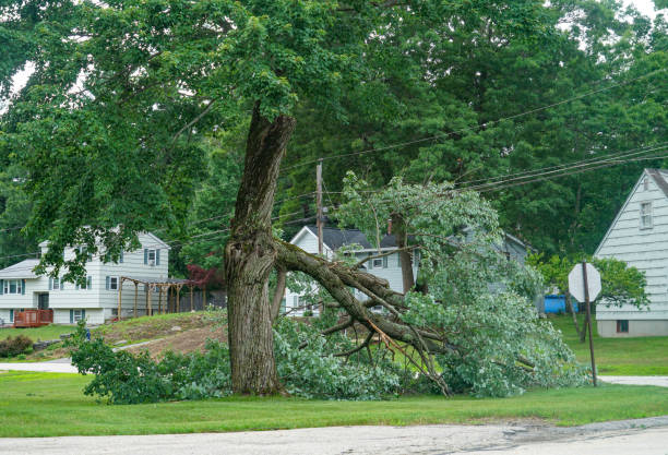 Best Affordable Tree Service  in Woodville, CA